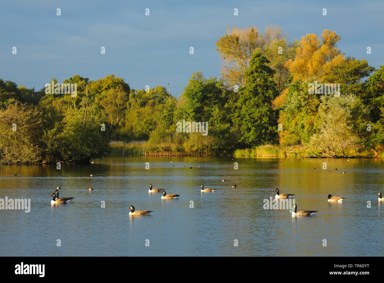 Canada goose (Branta canadensis), canada geese on a lake, United Kingdom, England, Richmond Park Stock Photo