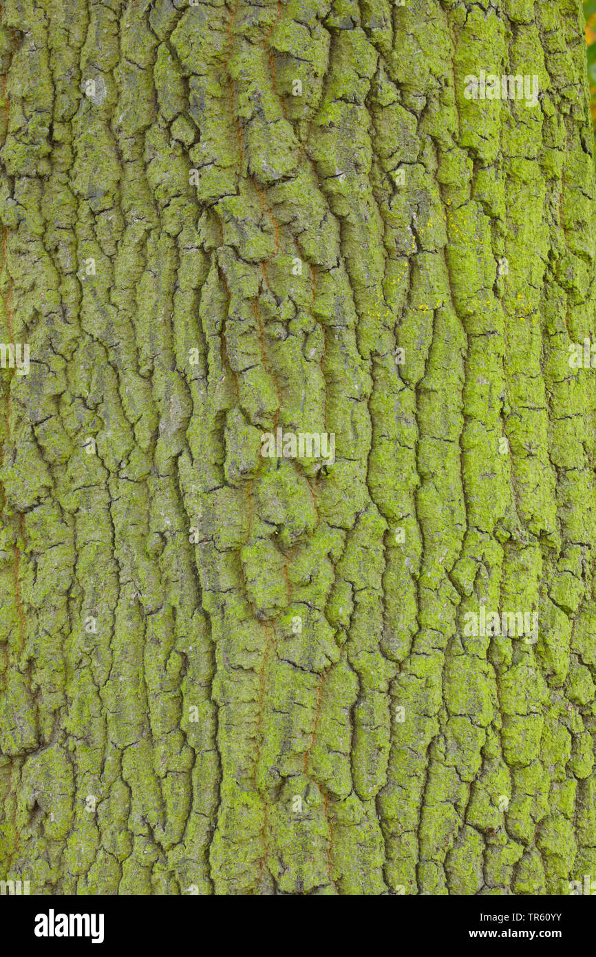 Stiel-Eiche, Stieleiche (Quercus robur. Quercus pedunculata), Eichenrinde von Algen ueberzogen, Grossbritannien, England | common oak, pedunculate oak Stock Photo