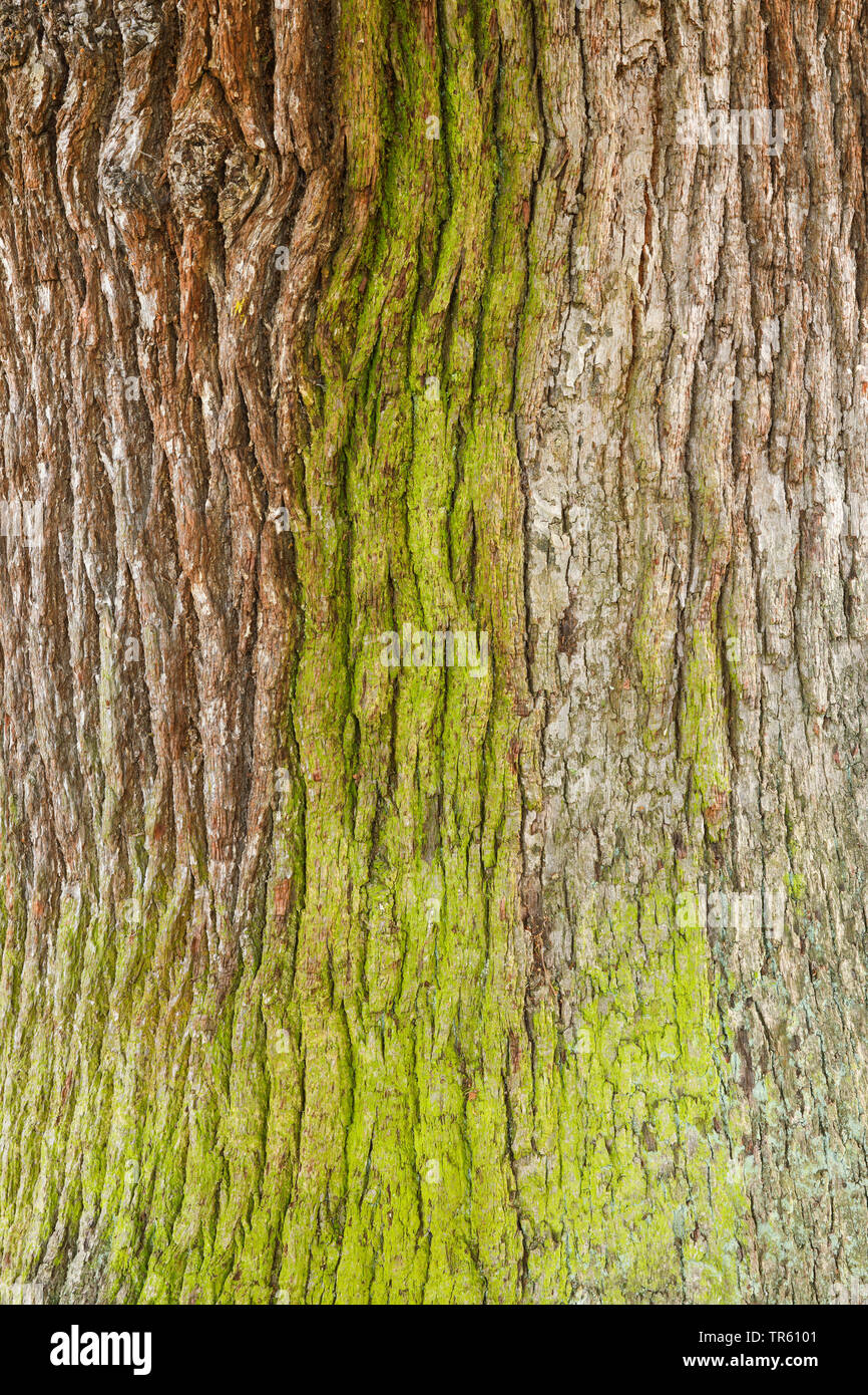 Stiel-Eiche, Stieleiche (Quercus robur. Quercus pedunculata), Eichenrinde von Algen ueberzogen, Grossbritannien, England | common oak, pedunculate oak Stock Photo