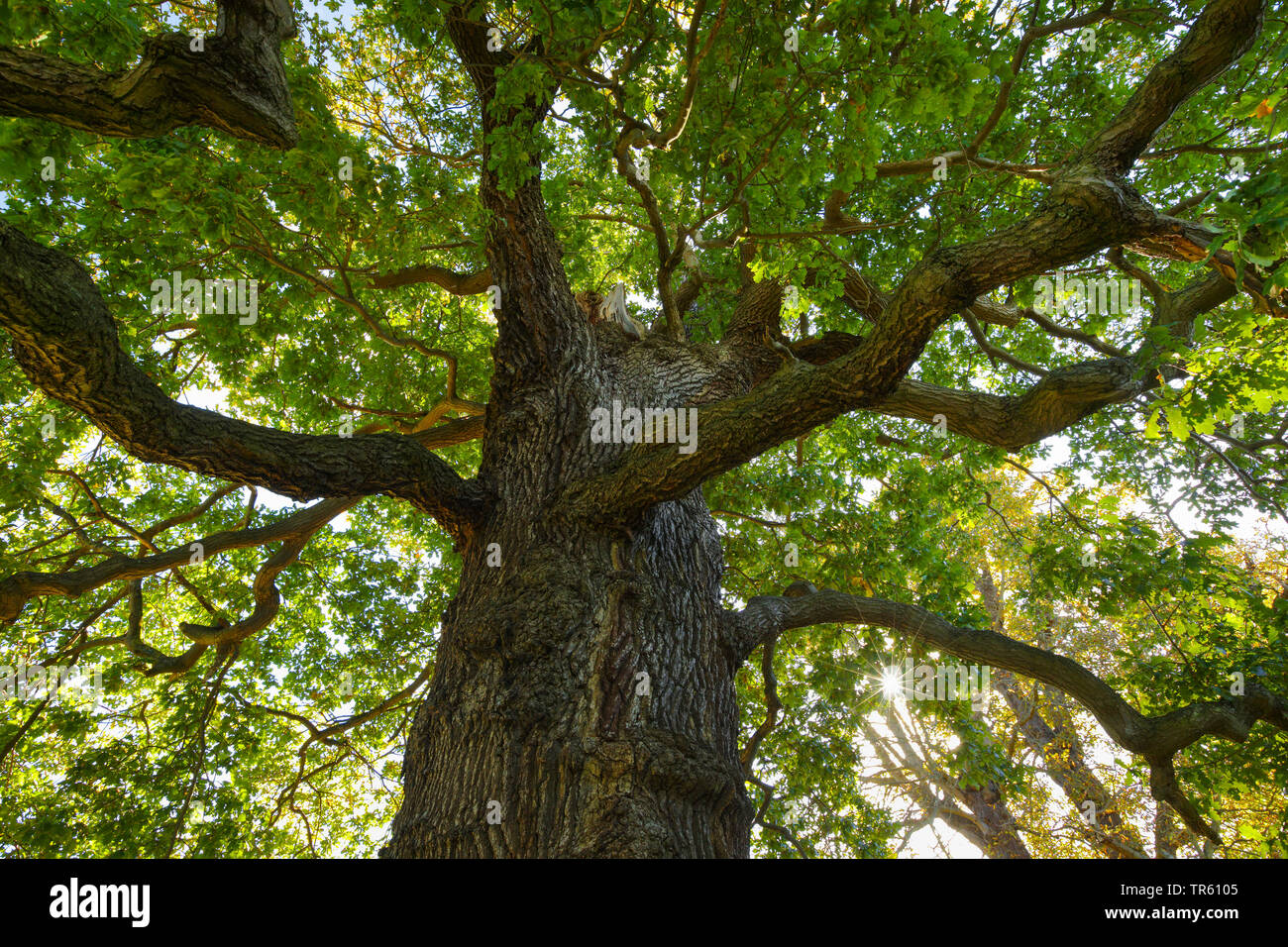 common oak, pedunculate oak, English oak (Quercus robur. Quercus pedunculata), oak in Richmond Park, United Kingdom, England, Richmond Park, London Stock Photo