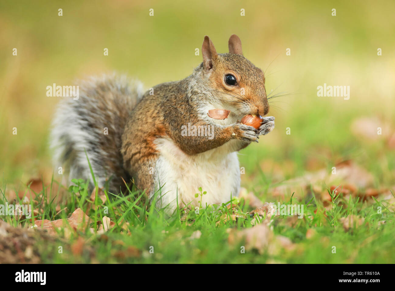 Acorn eating hires stock photography and images Alamy