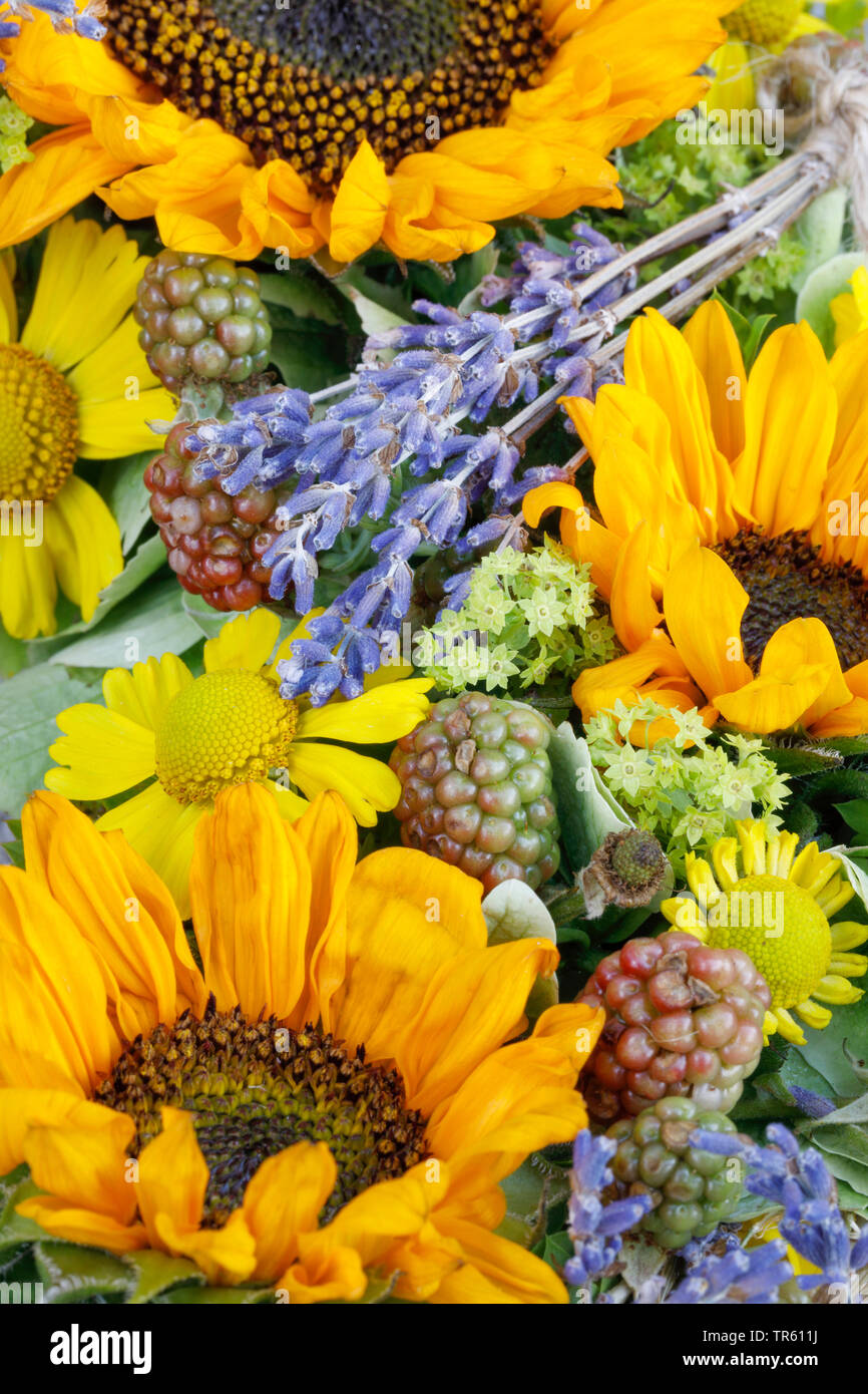 common sunflower (Helianthus annuus), flower garland with sunflowers and lavender Stock Photo