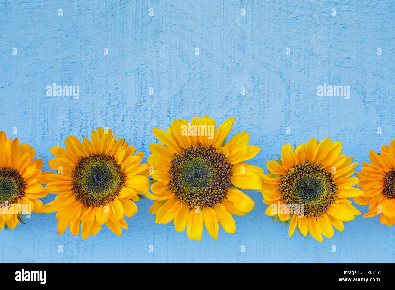 common sunflower (Helianthus annuus), row of sunflower blossoms on light blue background Stock Photo