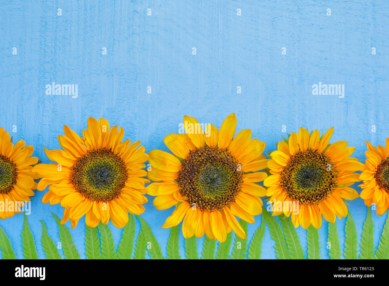 common sunflower (Helianthus annuus), row of sunflower blossoms on light blue background Stock Photo