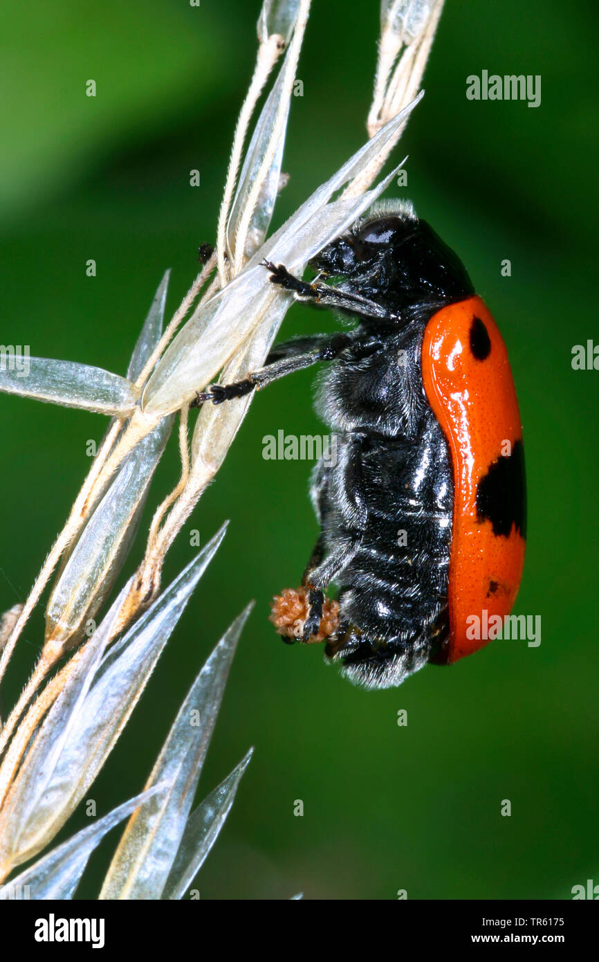 Willow clytra (Clytra laeviuscula), oviposition, side view, Germany Stock Photo
