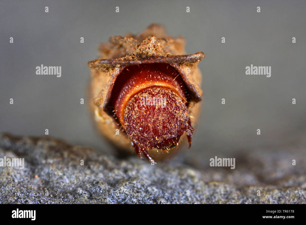Willow clytra (Clytra laeviuscula), larva with case, Germany Stock Photo