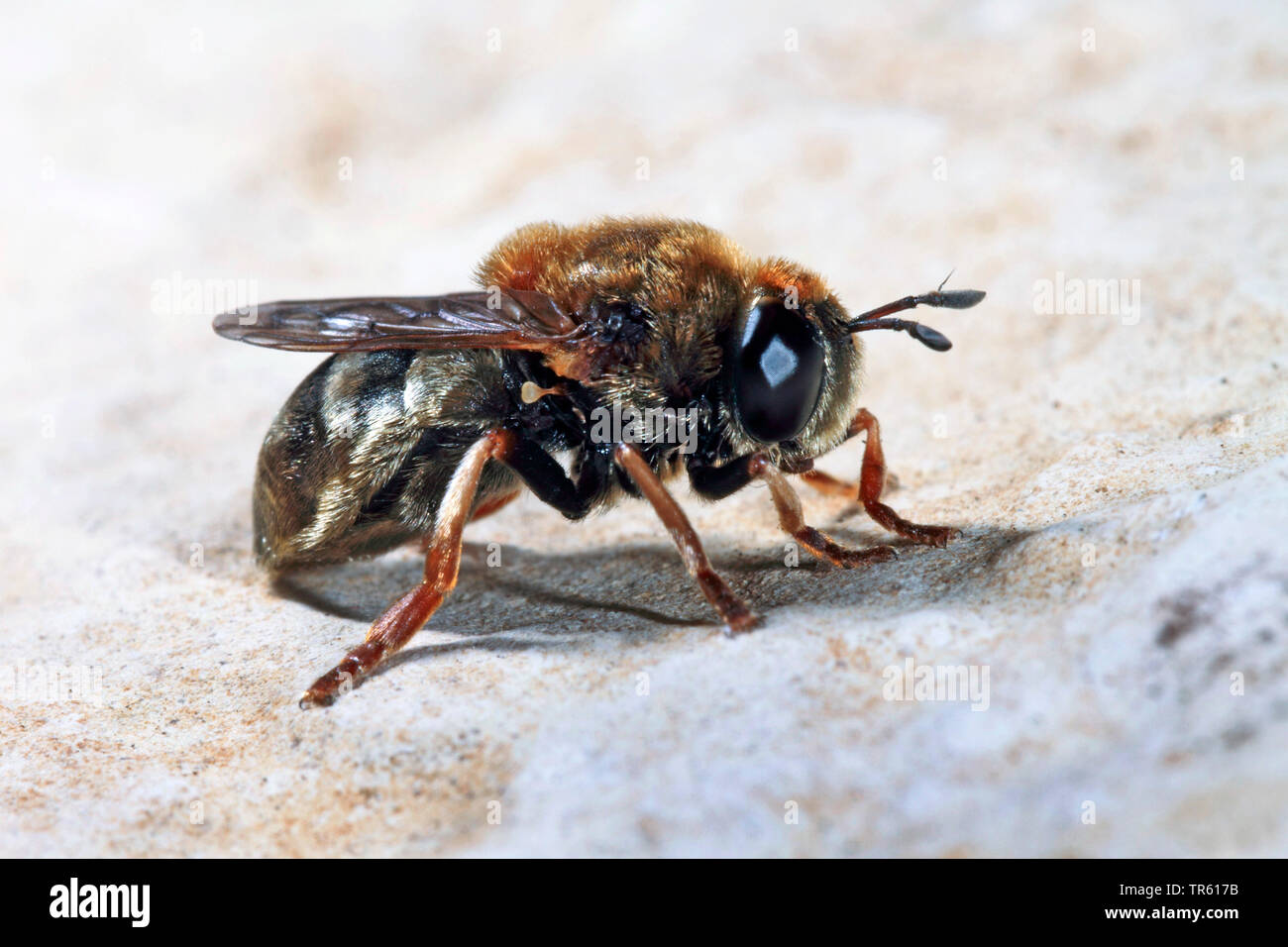 hoverfly (Microdon spec.), imago, side view, Germany Stock Photo
