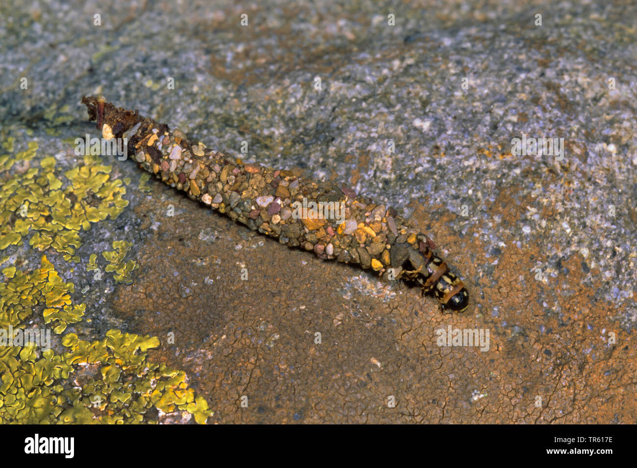 bagworm moths, bagworm, bagmoth (Typhonia ciliaris, Melasina ciliaris), larva in silken retreat, Germany Stock Photo