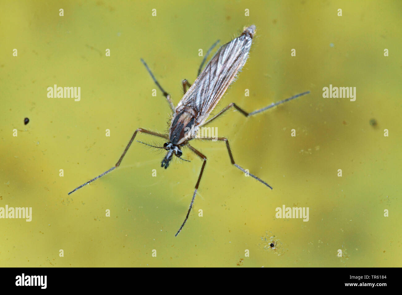 phantom midge, glassworm (Chaoborus spec.), on water, Germany Stock ...
