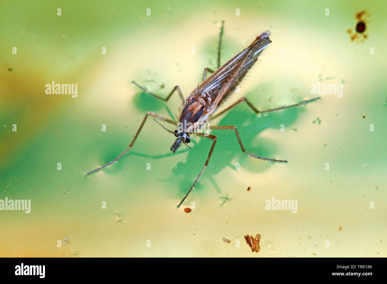 phantom midge, glassworm (Chaoborus spec.), on water, Germany Stock ...