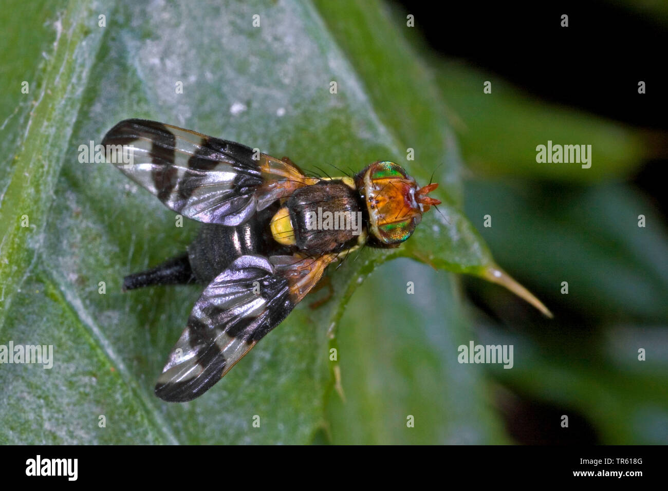 Canada thistle gall fly (Urophora cardui), sitting on a thistle, Germany Stock Photo