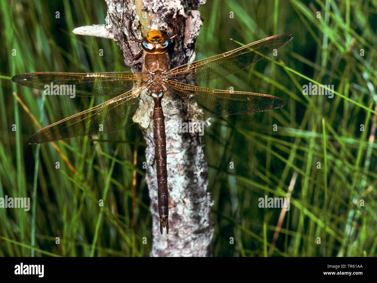 brown aeshna, brown hawker, great dragonfly (Aeshna grandis, Aeschna grandis), male, Germany Stock Photo