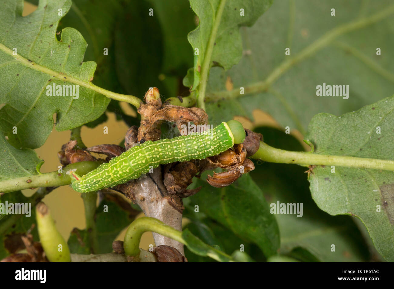 Scarce trees hires stock photography and images Alamy