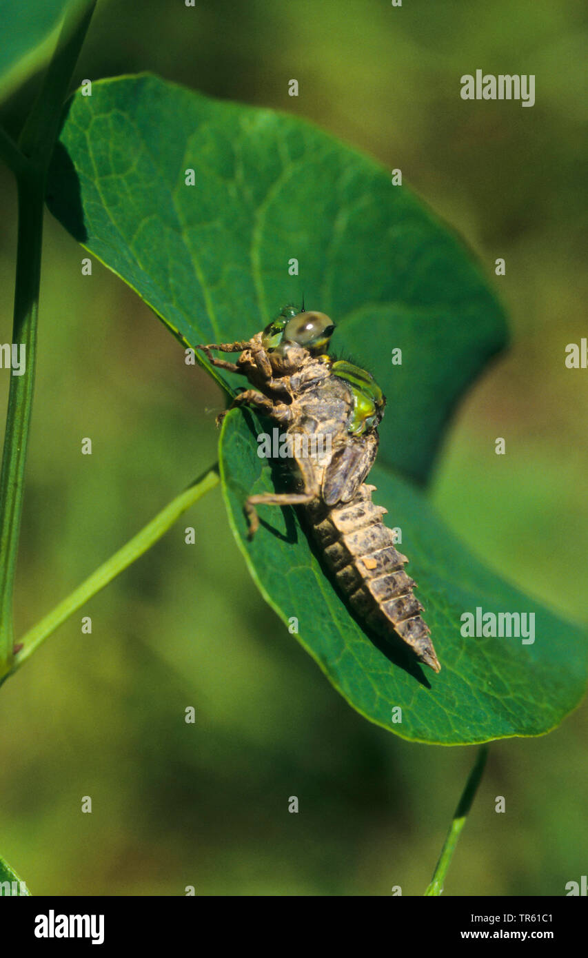 Serpentine dragonfly hi-res stock photography and images - Alamy