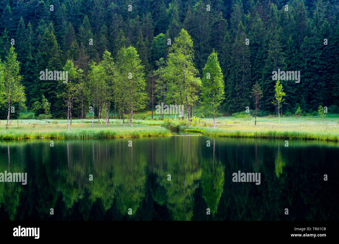 lake Ellbachsee, Germany, Baden-Wuerttemberg, Black Forest Stock Photo