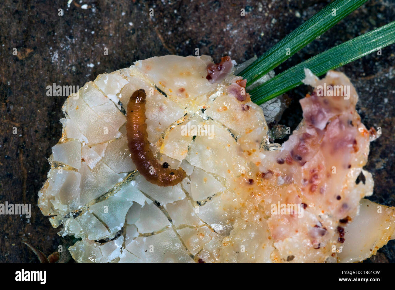 Pine Resingall Moth (Retinia resinella, Petrova resinella), larva in