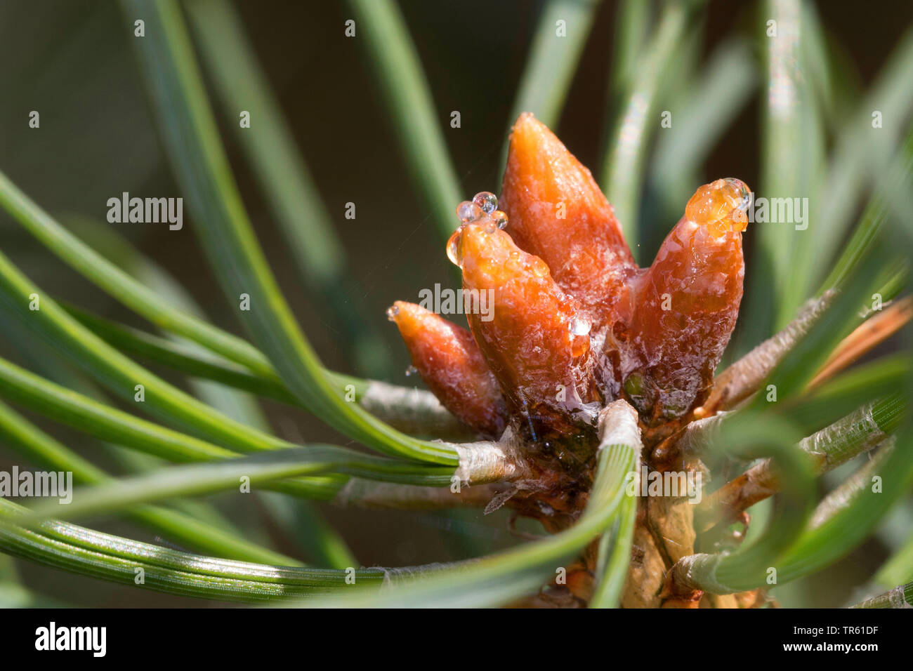 Scotch pine, Scots pine (Pinus sylvestris), liquid pitch on buds, Germany Stock Photo