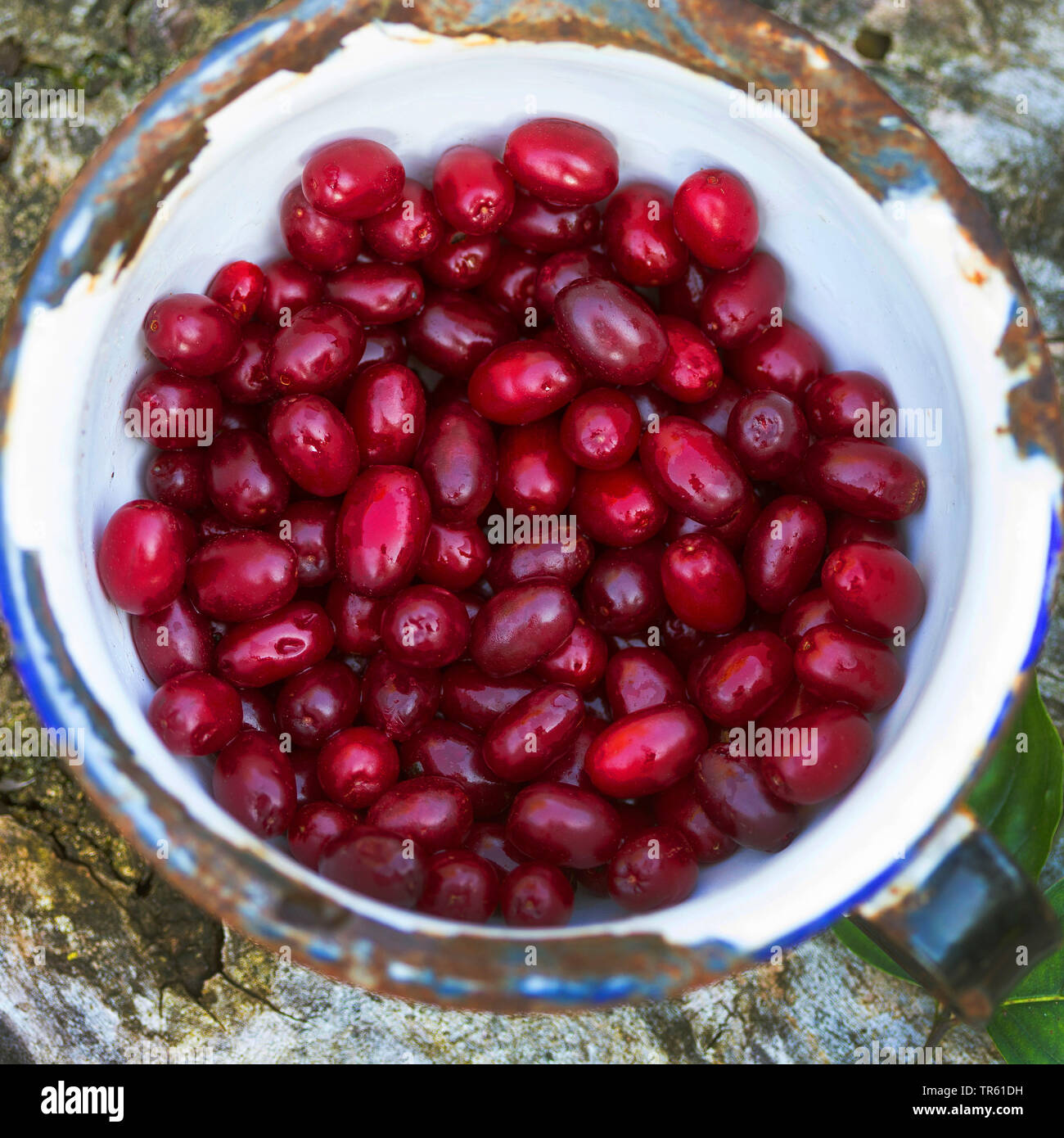 cornelian cherry wood (Cornus mas), collected fruits, Germany Stock Photo
