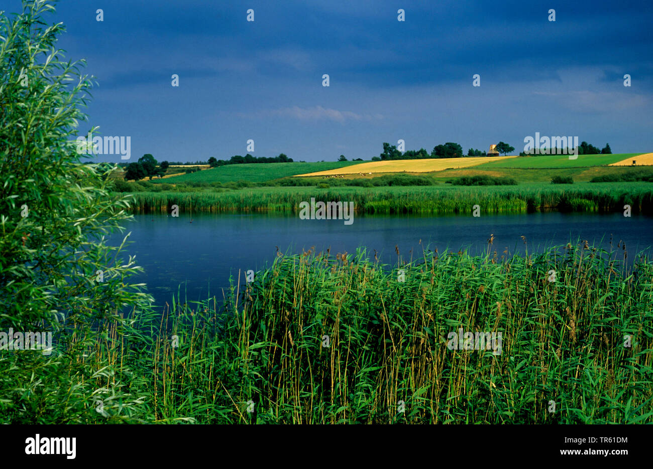 Lebrade Pond Bird Sanctuary, Germany, Schleswig-Holstein Stock Photo