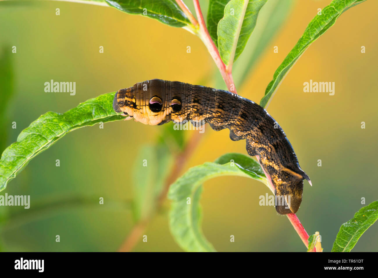 Elephant Hawkmoth Deilephila Elpenor Caterpillar Feeding At elephant-hawkmoth-deilephila-elpenor-caterpillar-feeding-at