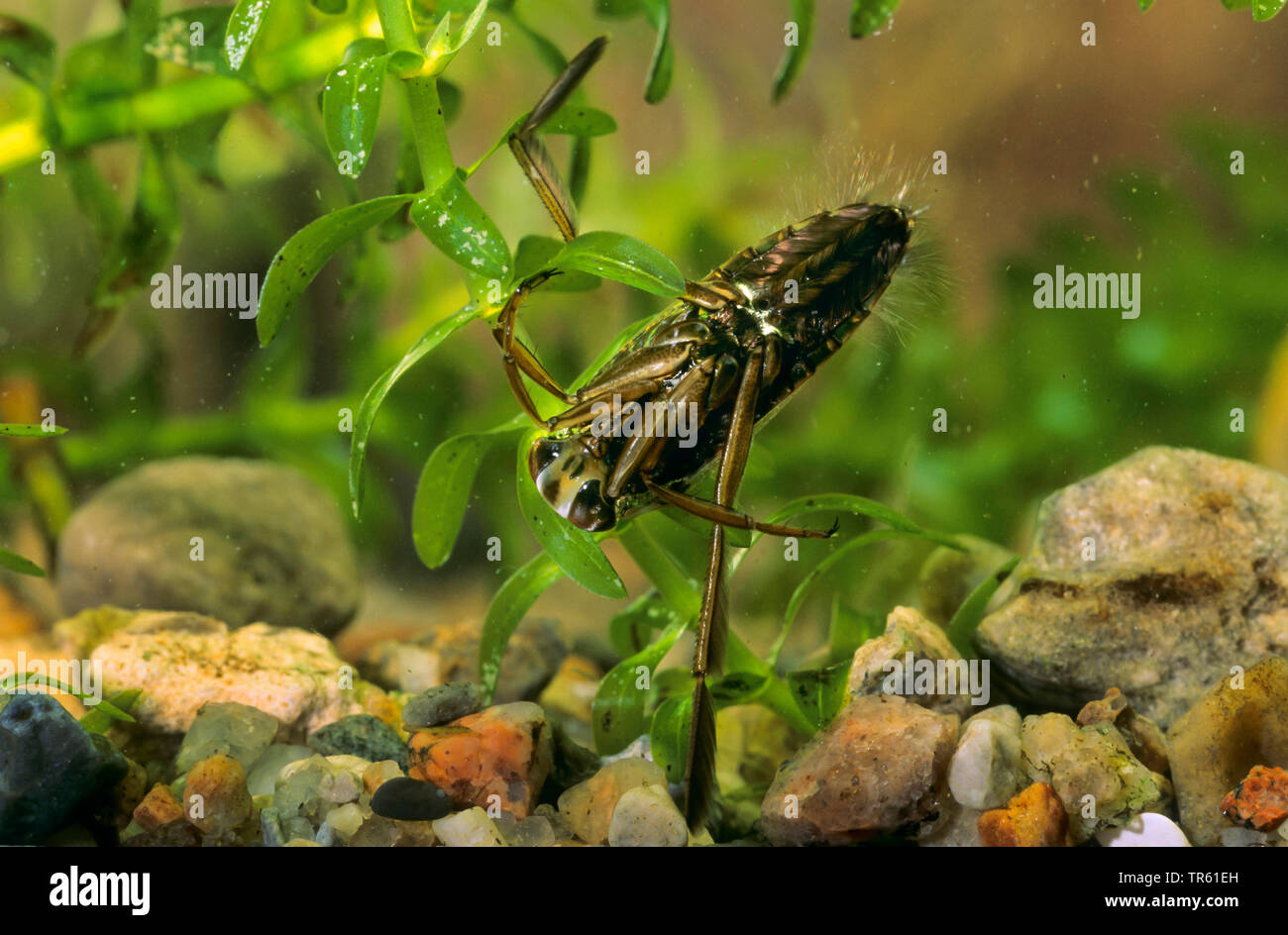 common backswimmer, backswimmer, notonectid, notonectids (Notonecta glauca), underwater, side of the belly, Germany Stock Photo