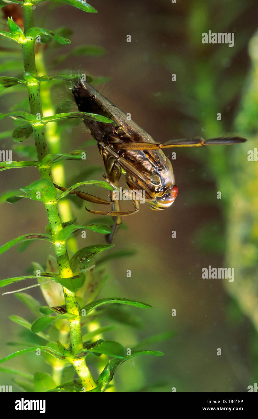 common backswimmer, backswimmer, notonectid, notonectids (Notonecta glauca), underwater at a water plant, Germany Stock Photo