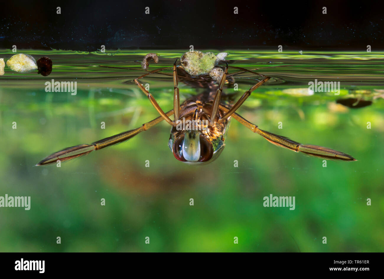 common backswimmer, backswimmer, notonectid, notonectids (Notonecta