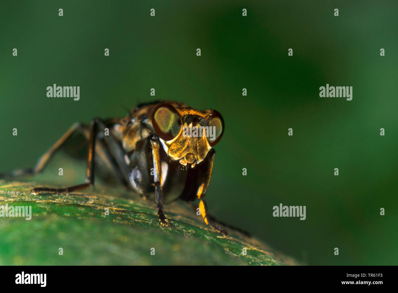 Mantis Fly (Ochthera mantis), front view, Germany Stock Photo
