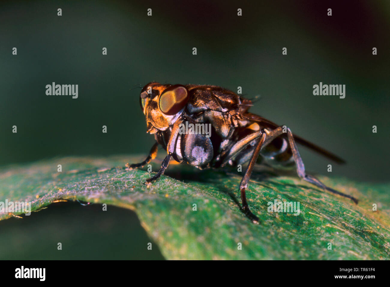 Mantis Fly (Ochthera mantis), lateral view, Germany Stock Photo