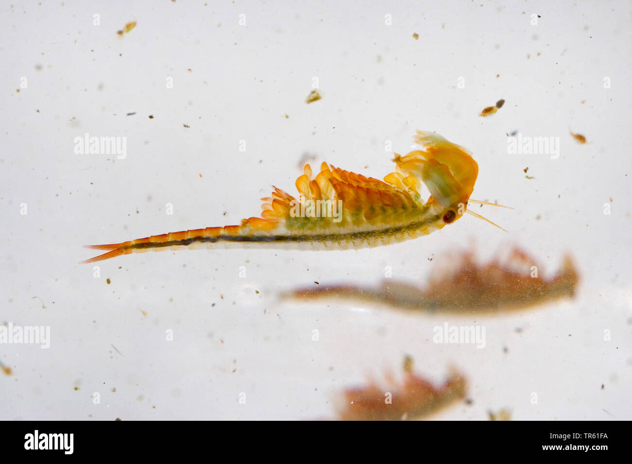 springtime fairy shrimp (Eubranchipus grubii, Siphonophanes grubii, Chirocephalus grubei), lateral view, Germany Stock Photo