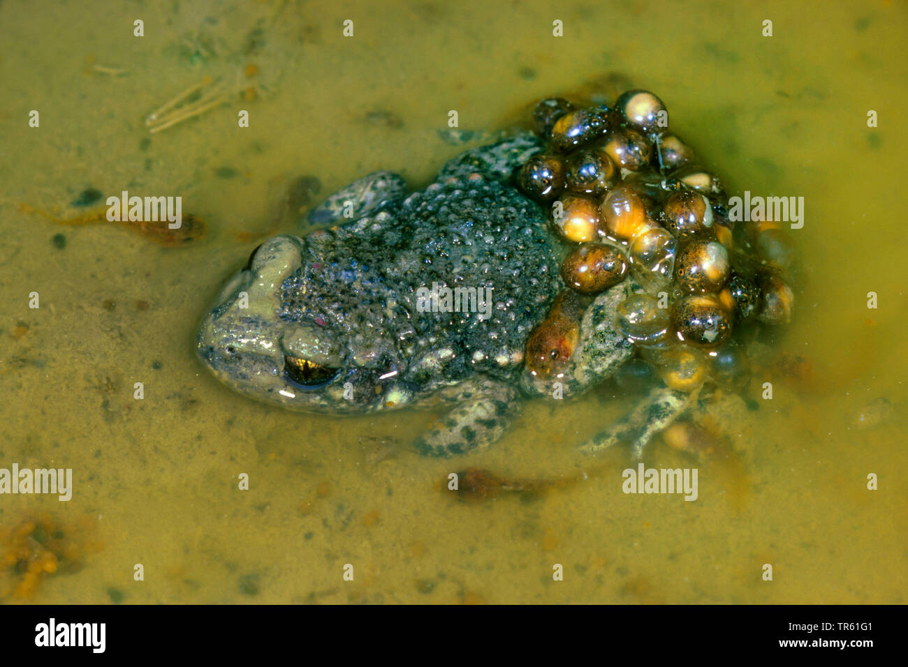 midwife toad (Alytes obstetricans), with eggs in shallow water, view ...