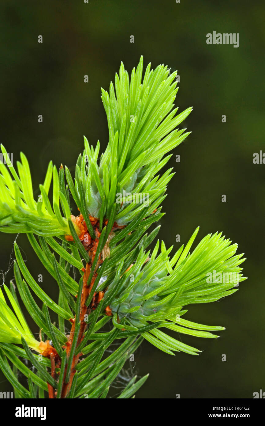 Pineapple gall adelgid, Eastern spruce gall adelgid, yellow spruce gall aphid (Adelges abietes, Sacciphantes abietis, Sacchiphantes abietis), galls at a spruce twig, Germany Stock Photo