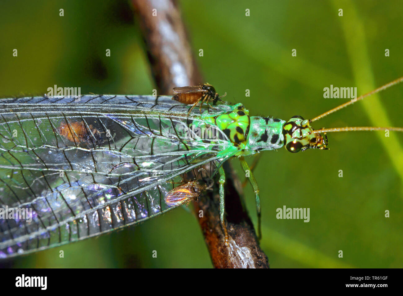 sandfly (Forcipomyia eques), sucking at a green lacewing, Germany Stock Photo