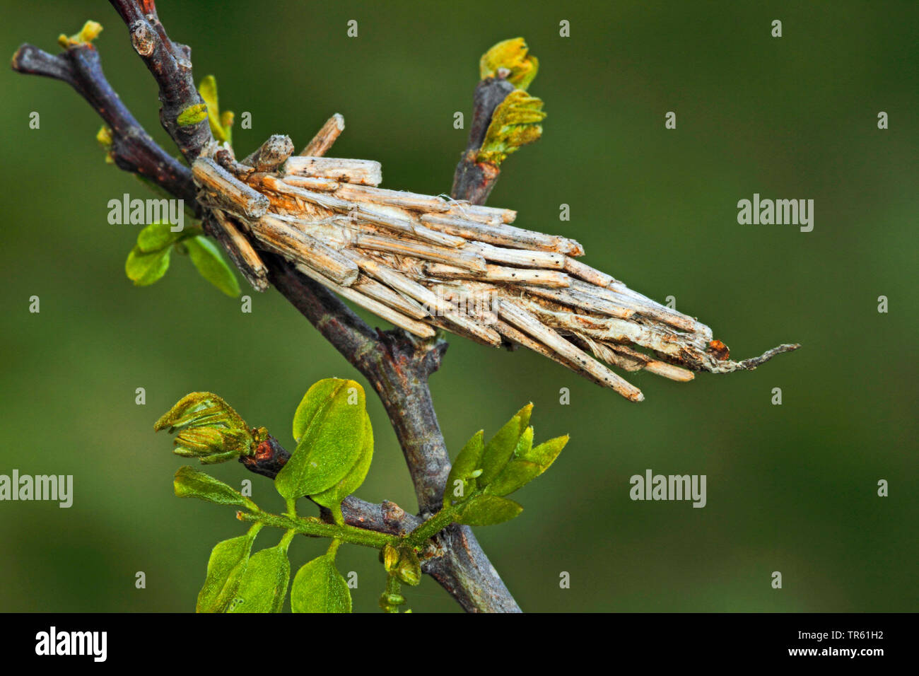 hairy sweep (Canephora hirsuta, Canephora unicolor, Psyche unicolor), caterpillar in its weave, Germany Stock Photo
