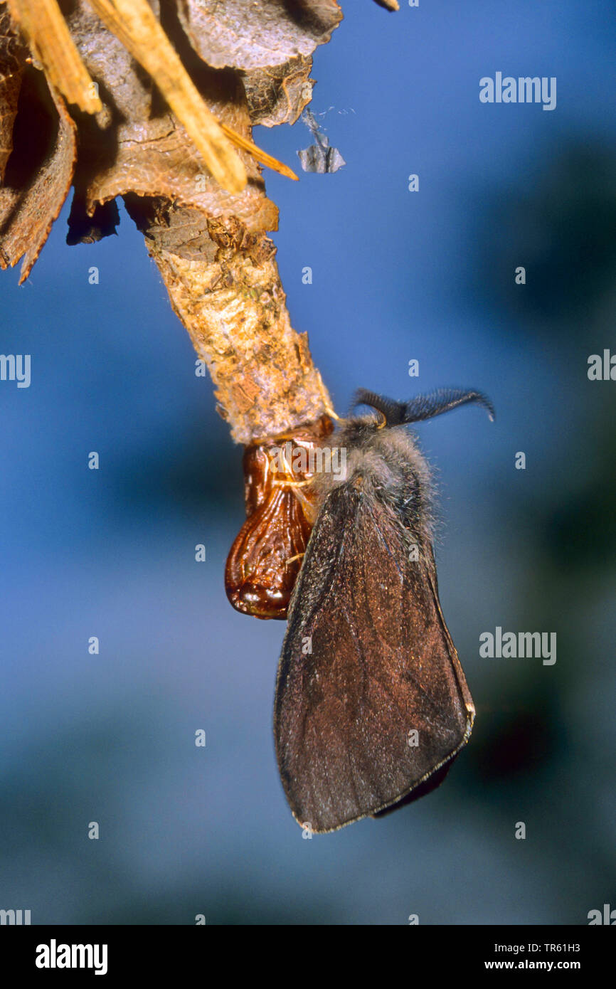 Canephora unicolor hi-res stock photography and images - Alamy