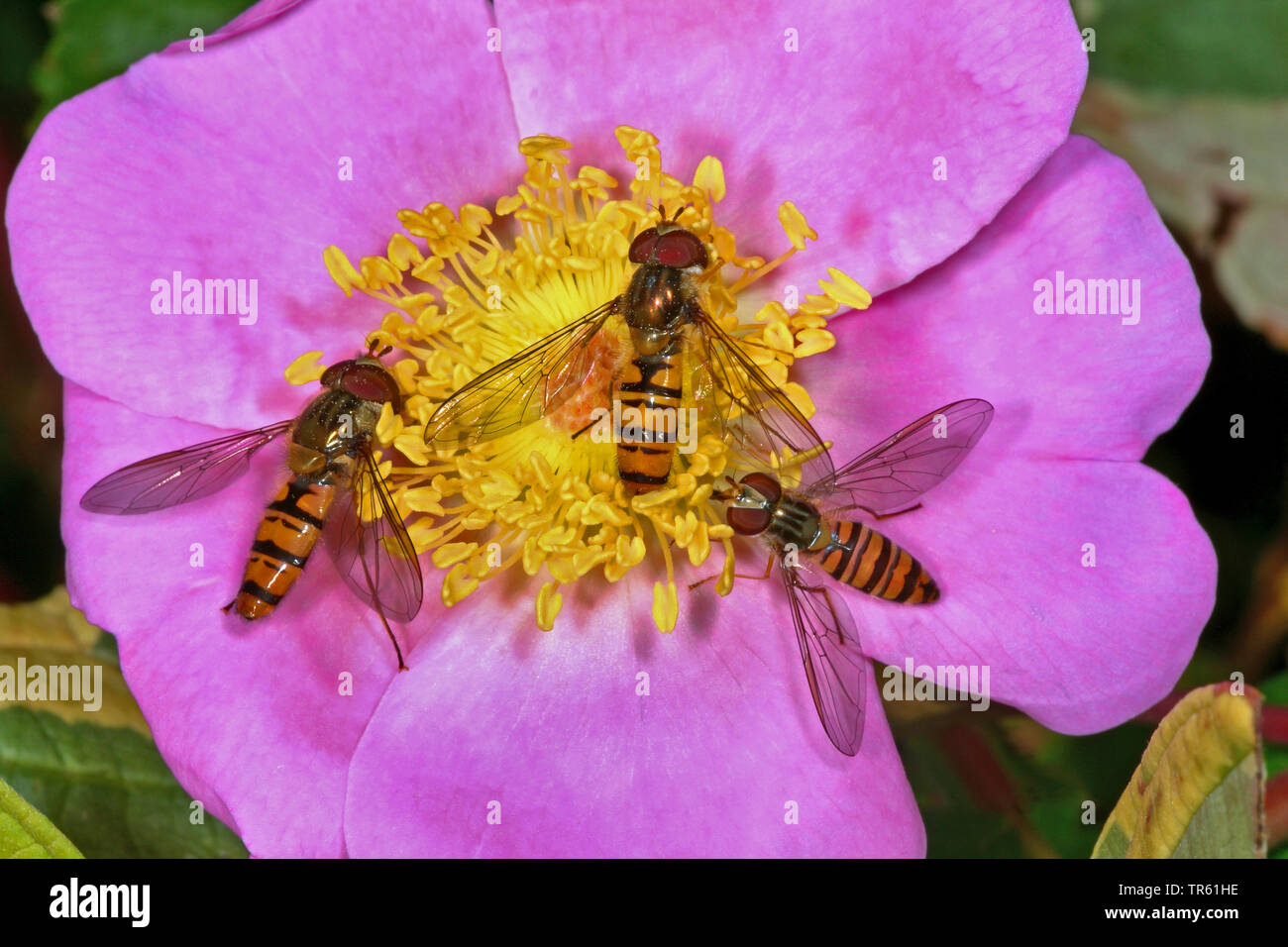 Marmalade hoverfly (Episyrphus balteatus), three Marmalade hoverflies on a blossom, view from above, Germany Stock Photo