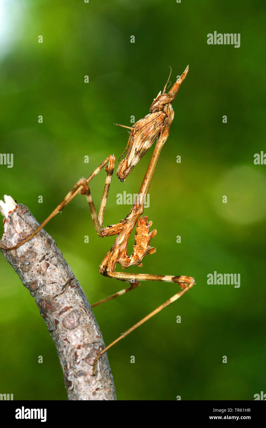 Conehead Mantis (Empusa pennata), nymph at a branch, side view Stock