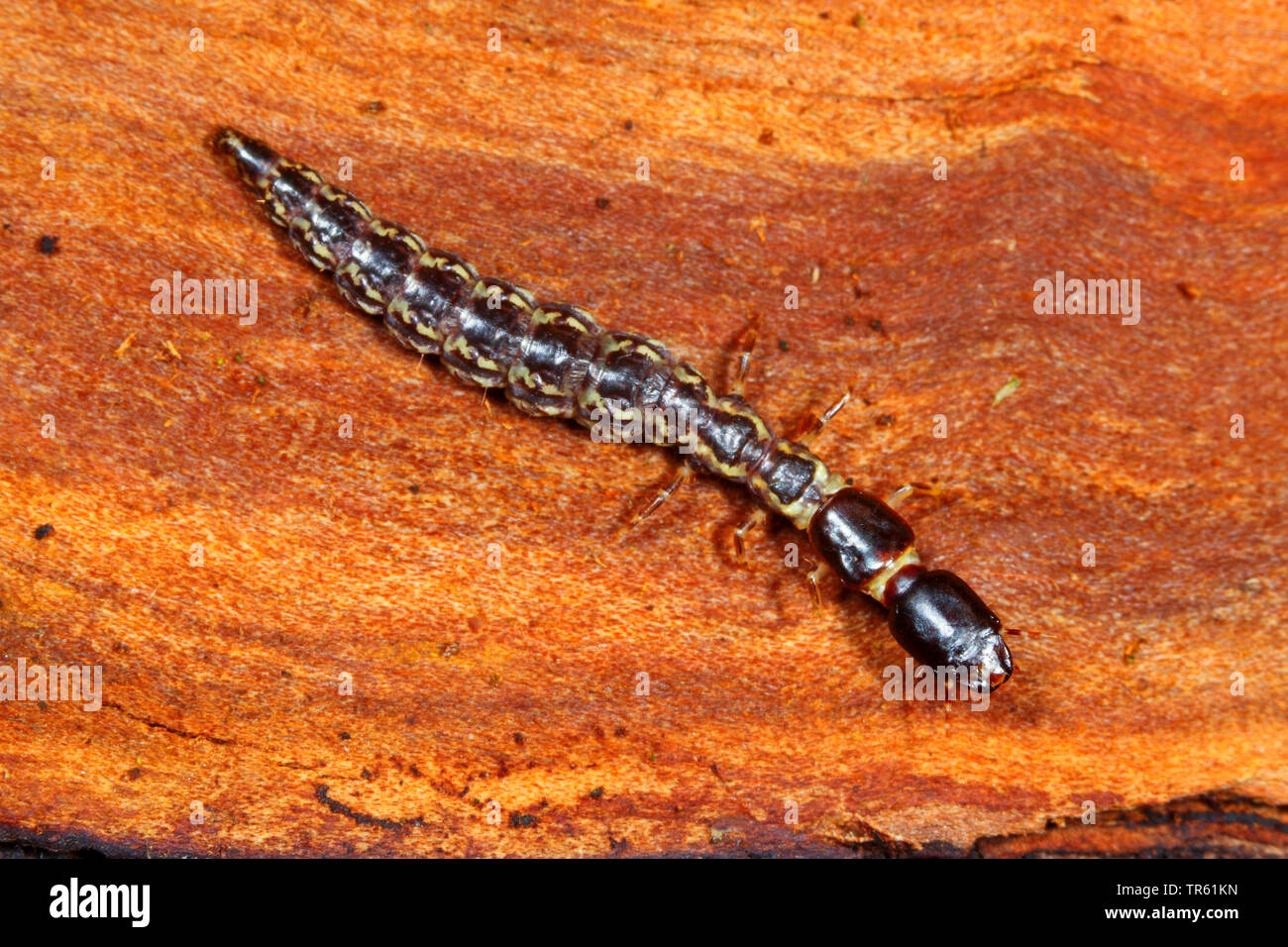 Snake fly (Phaeostigma notata, Rhaphidia notata), nymph on wood, view from above, Germany Stock Photo