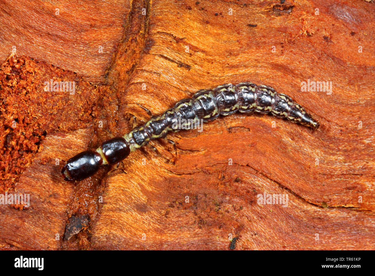 Snake fly (Phaeostigma notata, Rhaphidia notata), nymph on wood, view from above, Germany Stock Photo