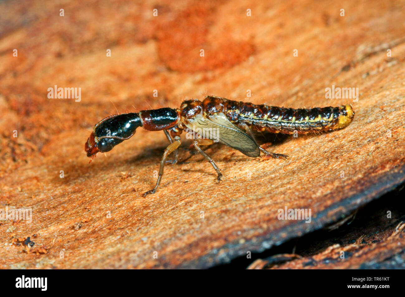 Snake fly (Phaeostigma notata, Rhaphidia notata), nymph with beginning of the wings on wood, side view, Germany Stock Photo