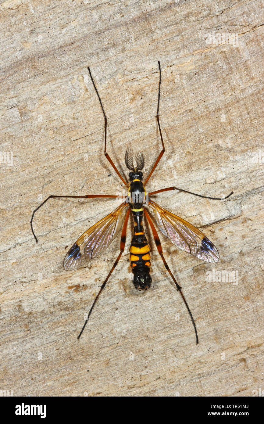 Crane Fly, Cranefly (Ctenophora ornata, Cnemoncosis ornata, Flabellifera ornata), male with ctenoid feelers on wood, view from above, Germany Stock Photo