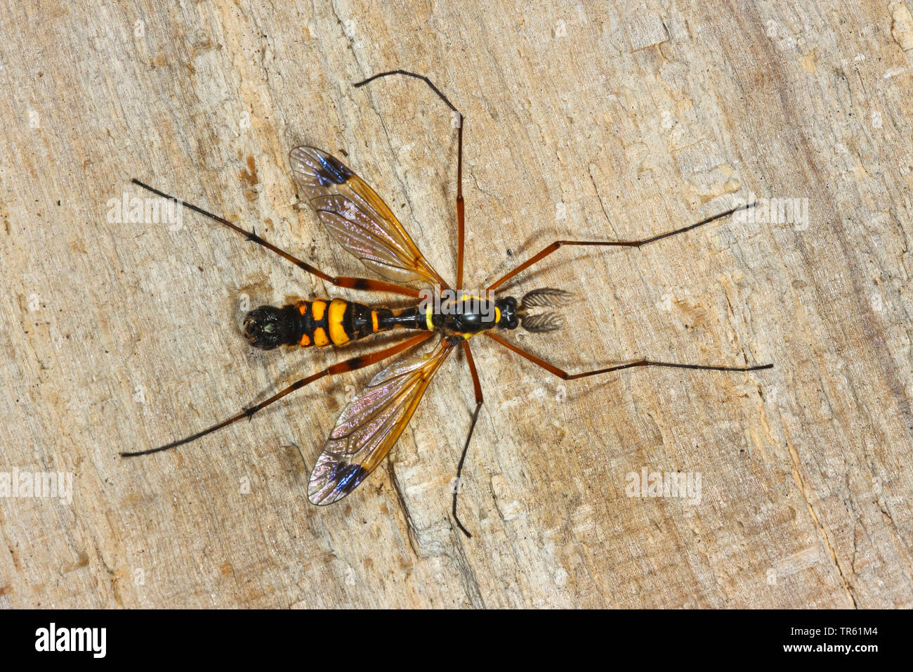 Crane Fly, Cranefly (Ctenophora ornata, Cnemoncosis ornata, Flabellifera ornata), male with ctenoid feelers on wood, view from above, Germany Stock Photo