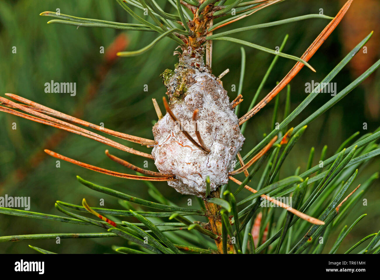 Pine Resingall Moth (Retinia resinella, Petrova resinella, Evetria