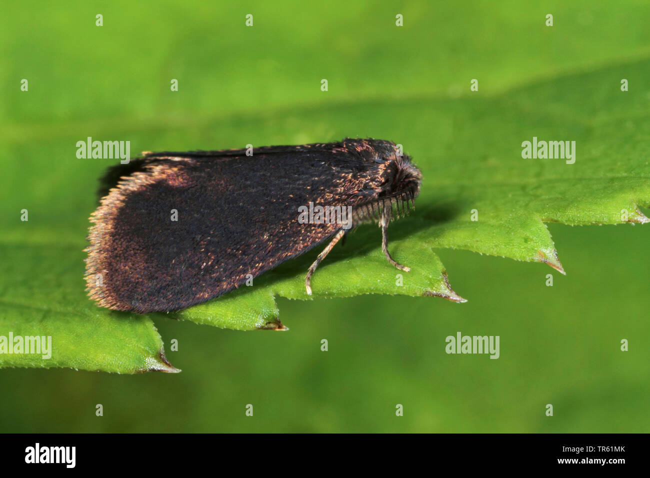 Common bagworm (Psyche casta), sitting on a leaf, Germany Stock Photo