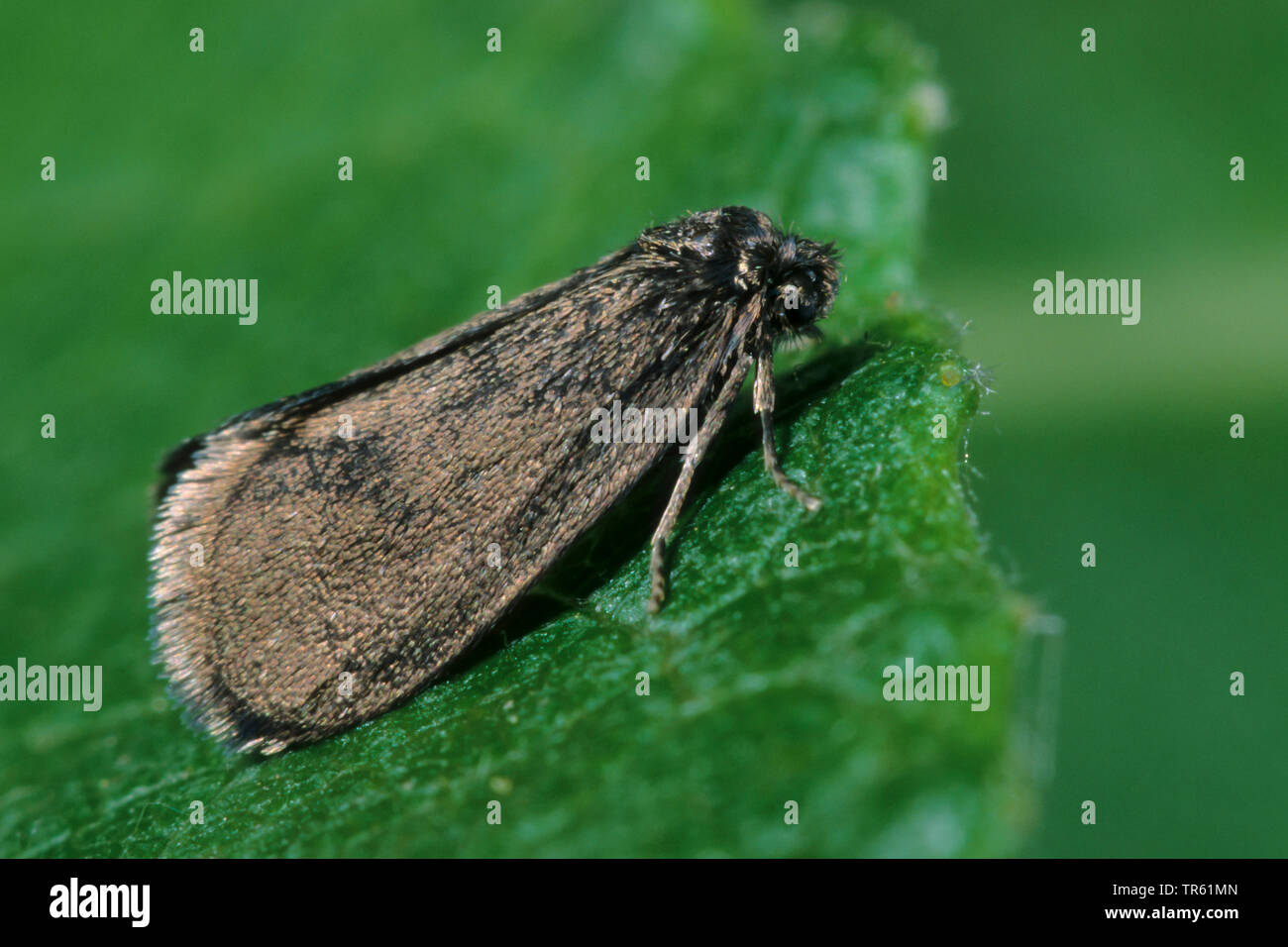 Common bagworm (Psyche casta), imago, Germany Stock Photo