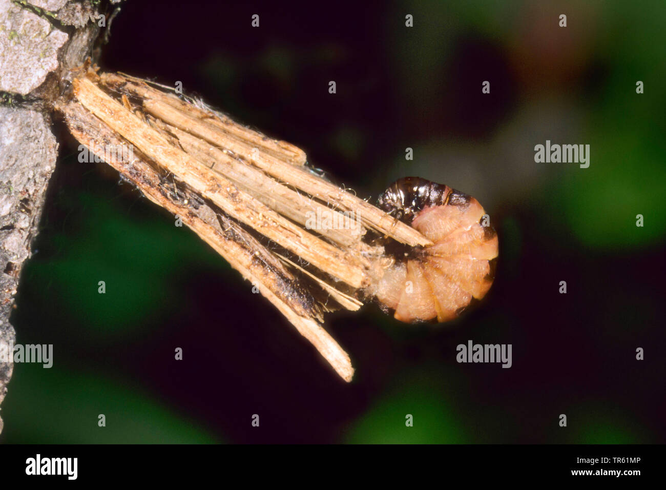 Common bagworm (Psyche casta), caterpillar in a weave, Germany Stock Photo