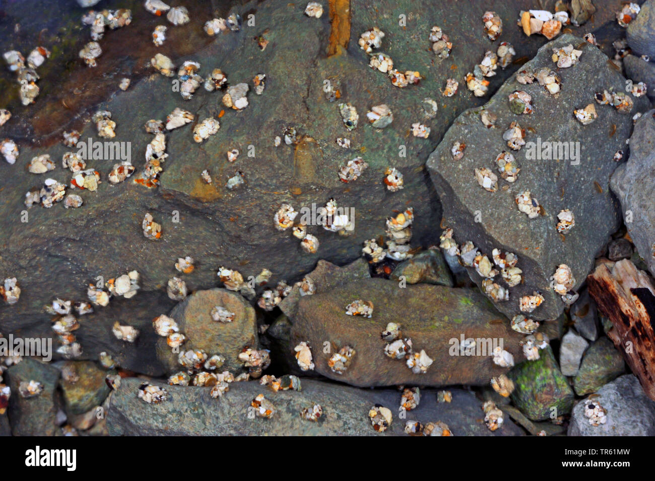 caddisfly (Agapetus fuscipes), larvae in its cases on the bed of the stretch of the water, view from above, Germany Stock Photo