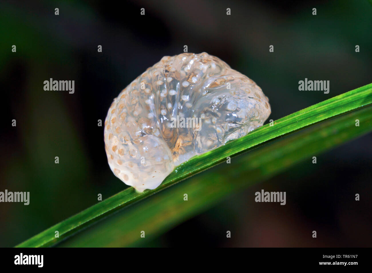 caddisfly (Glyphotaelius pellucidus), lump of eggs on a spear, Germany