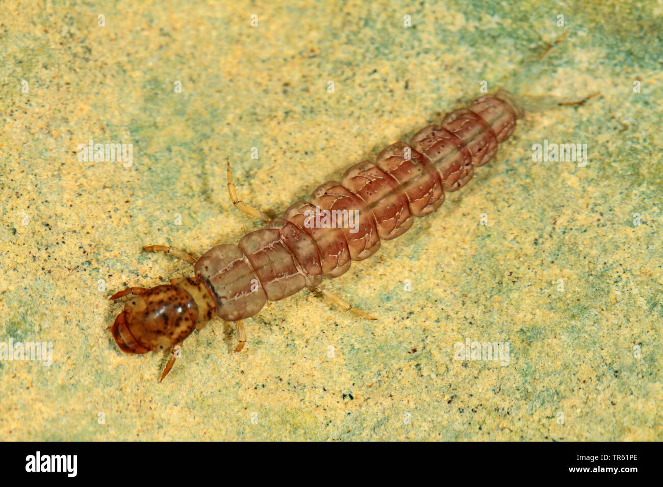 caddisfly (Plectrocnemia conspersa), larva under water on a stone, view