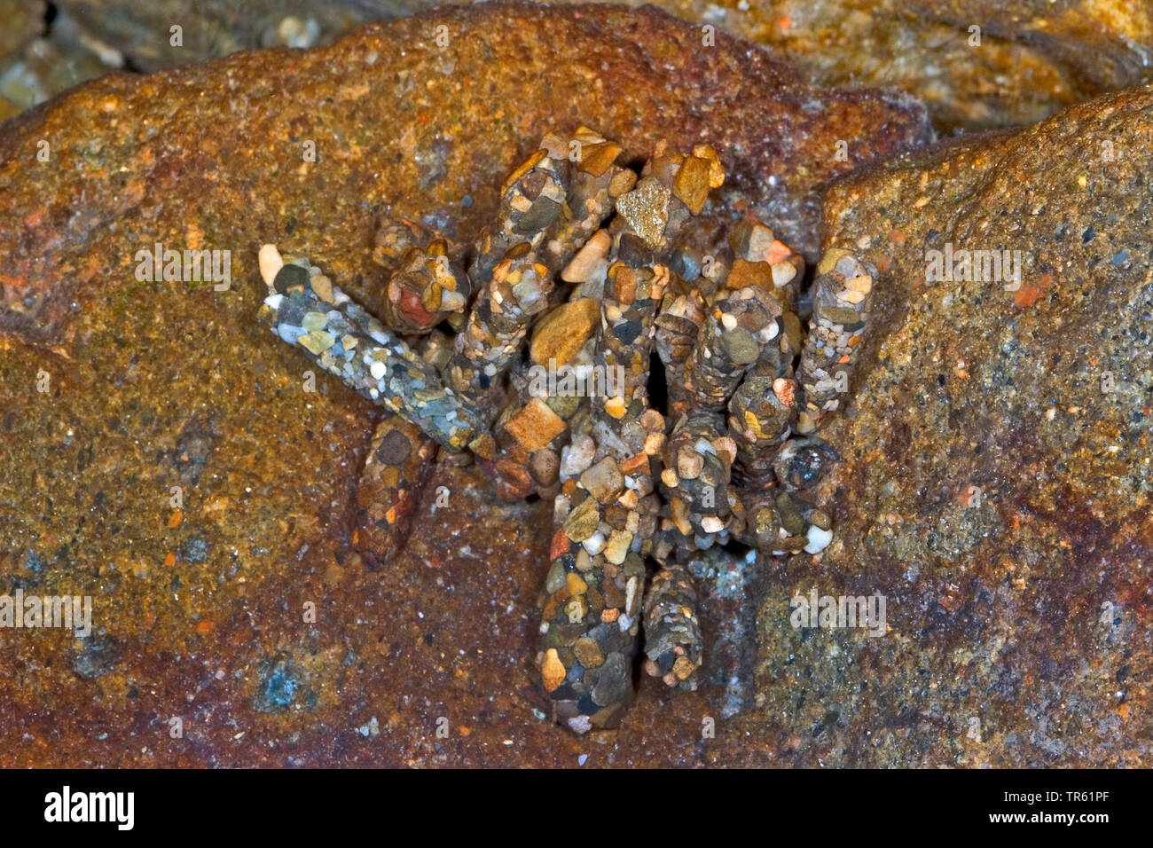 caddisfly (Potamophylax spec.), larvae in their cases, Germany Stock